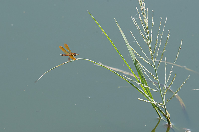 eastern amberwing